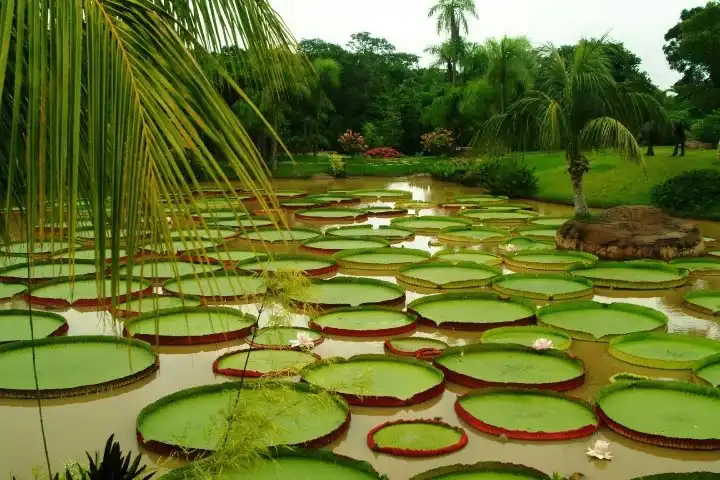 3 iquitos helicona mastravelperu