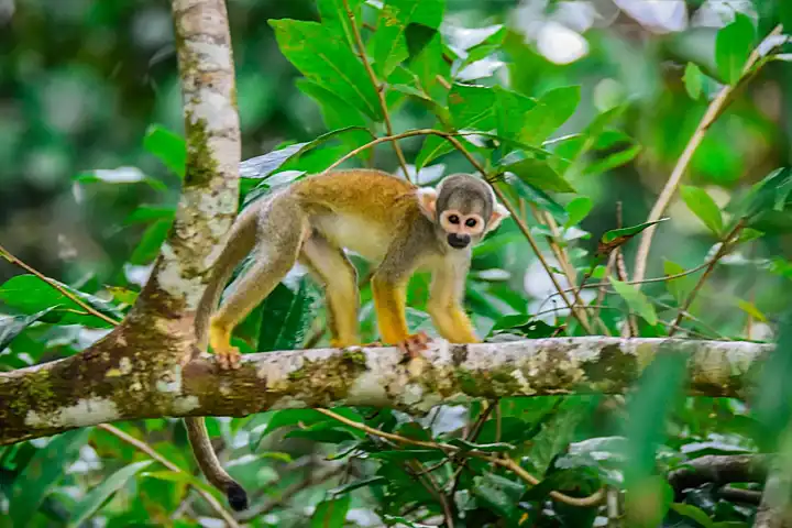 3 muyuna mastravelperu